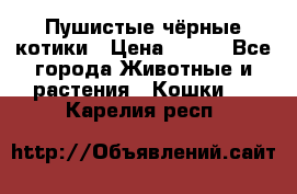 Пушистые чёрные котики › Цена ­ 100 - Все города Животные и растения » Кошки   . Карелия респ.